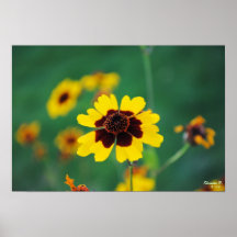 Sunflower Wildflowers Poster