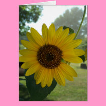 Sunflower Wish cards