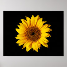 Sunflower Yellow on Black - Customized Sun Flowers Print