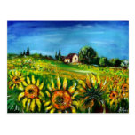 SUNFLOWERS AND COUNTRYSIDE IN TUSCANY POST CARD