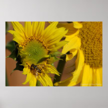 Sunflowers and Hoverfly Poster