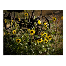 Sunflowers and Tractor Post Cards