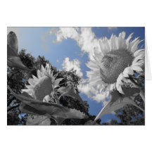 Sunflowers Blues Cards