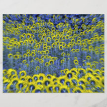 Sunflowers, Burnstown, Ontario, Canada at the Corn Custom Flyer