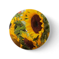 Sunflowers Pinback Buttons