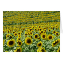 Sunflowers Card cards