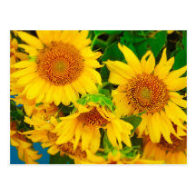 Sunflowers City Market KC Farmer's Market Postcards