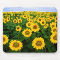 Sunflowers Forever Mouse Mat