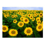 Sunflowers Forever Postcards