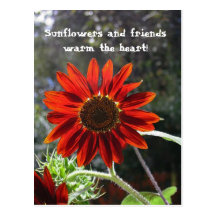 Sunflowers & Friends! Postcard