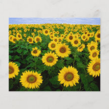 Sunflowers in Fargo, North Dakota Flyers