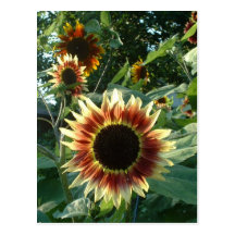 Sunflowers in the Sun Post Card