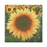Sunflowers Fridge Magnet