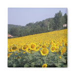 Sunflowers, magnet