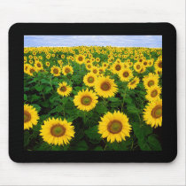 Sunflowers Mouse Pads