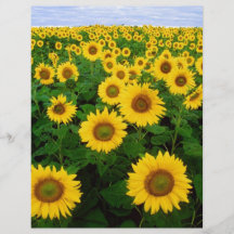 Sunflowers Personalized Flyer