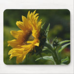 Sunflowers Petals Pollen Yellow Mouse Pads