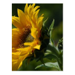 Sunflowers Petals Pollen Yellow Postcard