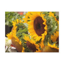 Sunflowers Postcard
