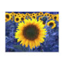 Sunflowers Postcard