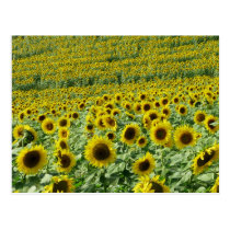 Sunflowers Postcard postcards