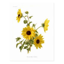 Sunflowers Postcards