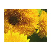 Sunflowers postcards Yellow Bright Colourful Flowe