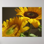 Sunflowers posters