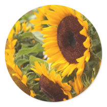 Sunflowers Round Sticker