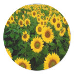 Sunflowers Stickers