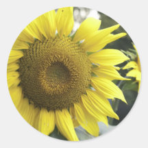 Sunflowers Stickers