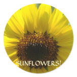 SUNFLOWERS STICKERS Sun Flower sticker gifts