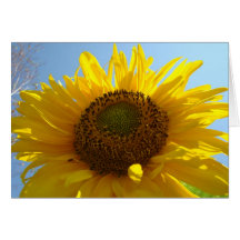 SUNFLOWERS SUN FLOWERS GREETING CARDS NOTE CARD