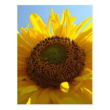 SUNFLOWERS SUN FLOWERS POST CARDS POST CARD