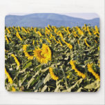 Sunflowers, Tuscany, Italy  flowers Mousepad