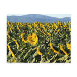 Sunflowers, Tuscany, Italy Postcard