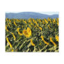 Sunflowers, Tuscany, Italy Postcard