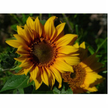 Sunflowers Yellow Photo Cut Out