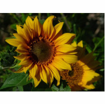 Sunflowers Yellow Photo Cut Out