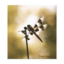 Sunglitzed Dragonfly canvas prints