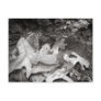 Sunken Trace Still Life Postcards