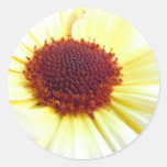 Sunkissed Calendula stickers