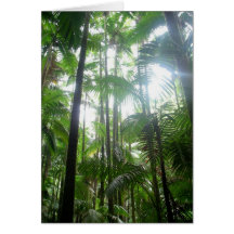 Sunlight and Shadows in the Jungle Cards