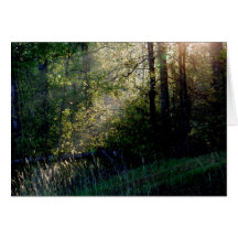 Sunlight Card