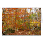 Sunlight Dappled Fall Trail Card