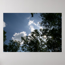 Sunlight Through the Trees Print