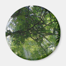 Sunlight Through Trees Refrigerator Magnets