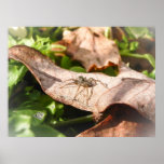 Sunlit Baby Spider Print