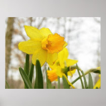 Sunlit Daffodils
