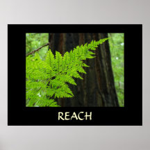 SUNLIT FERN Art Prints Office Gifts REACH Forest